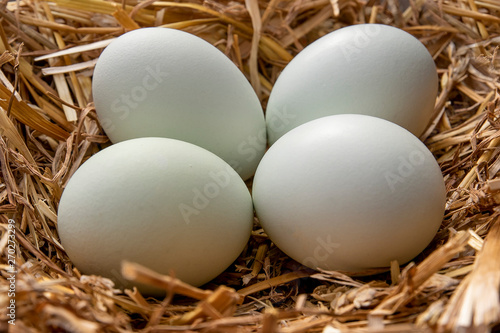 green colored araucana eggs photo