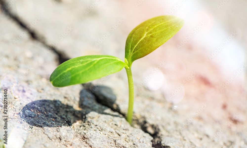 Little plant growing out of asphalt, close-up Little plant growing out of asphalt, close-up