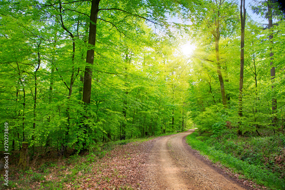 Sunlight in the green spring forest in germany. Sunlight in the green spring forest in germany.