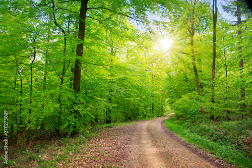 Sunlight in the green spring forest in germany.