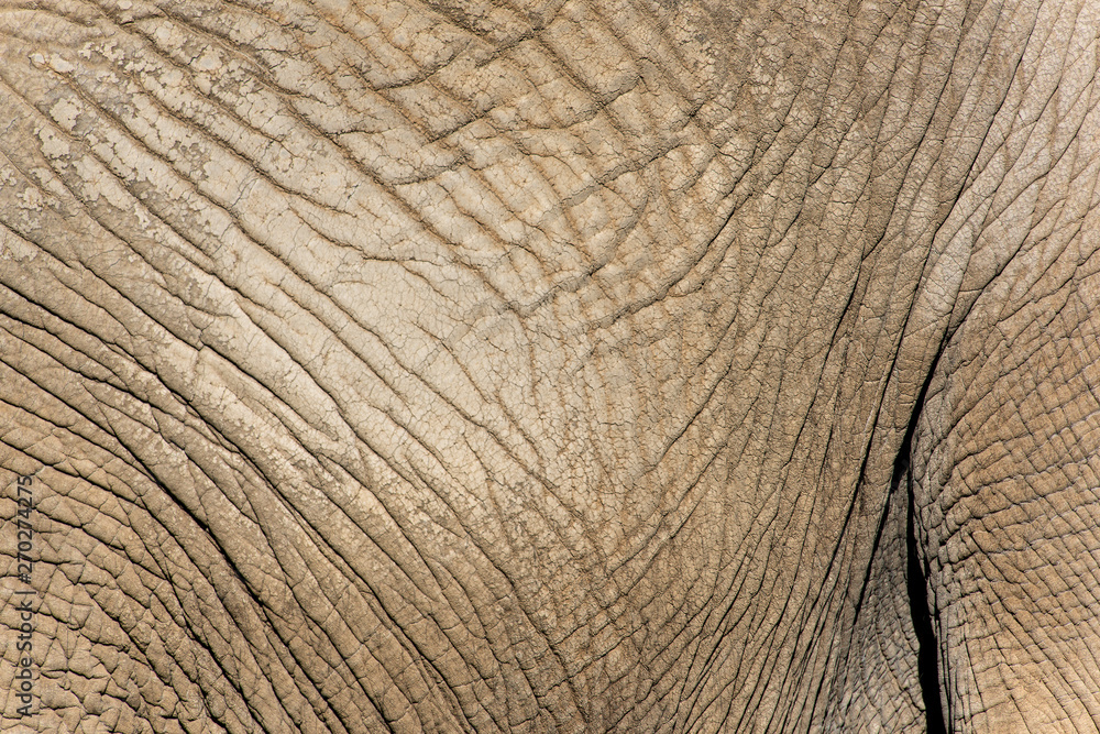Naklejka premium Elefantenhaut