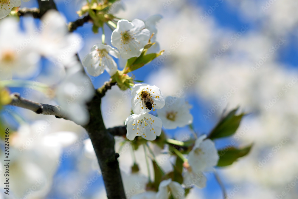 Fototapeta premium White cherry blossom, bee