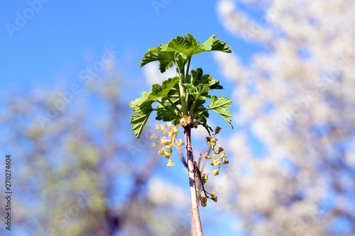 Close up photo of the red currant blossom flower.