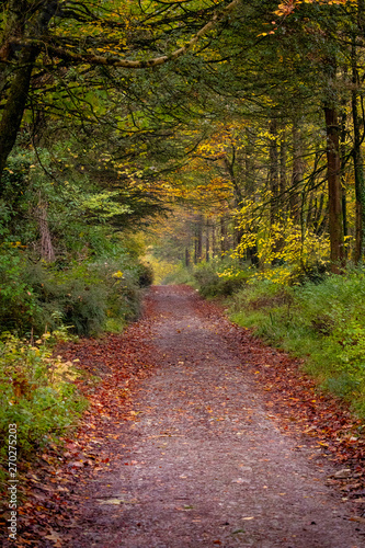Beautiful autumn colours on country path