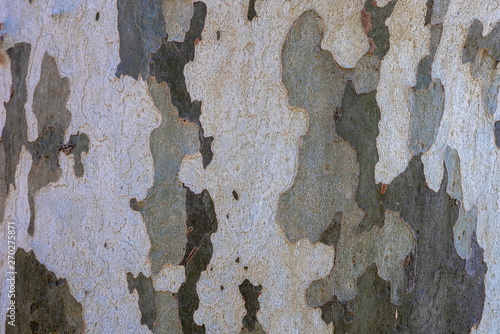 Corteza de árbol de platano. Nombre científico Platanus 