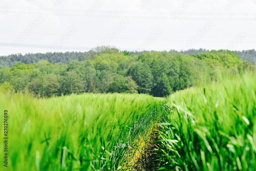 Obraz premium Getreide