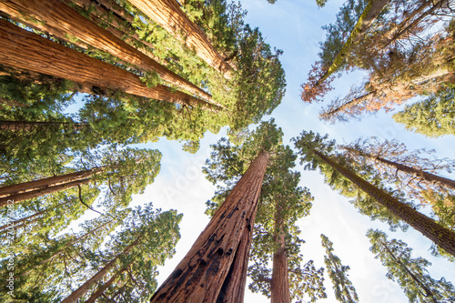 Sequoia National Park - Giant sequoias