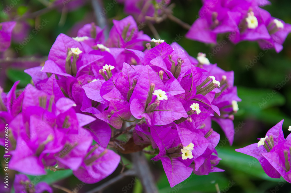 Close up view of violet bougainvillaea