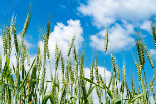 Meadow with the seeded and ascended wheat. Wheat ears on a meadow against the background of the blue sky with white clouds