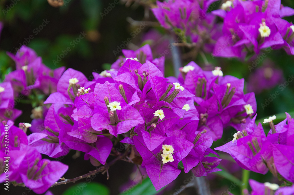 Close up view of violet bougainvillaea