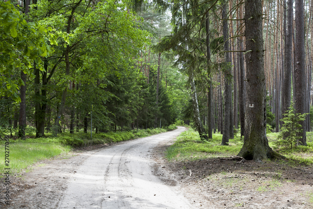 Fototapeta premium leśna droga w wiosennym słońcu