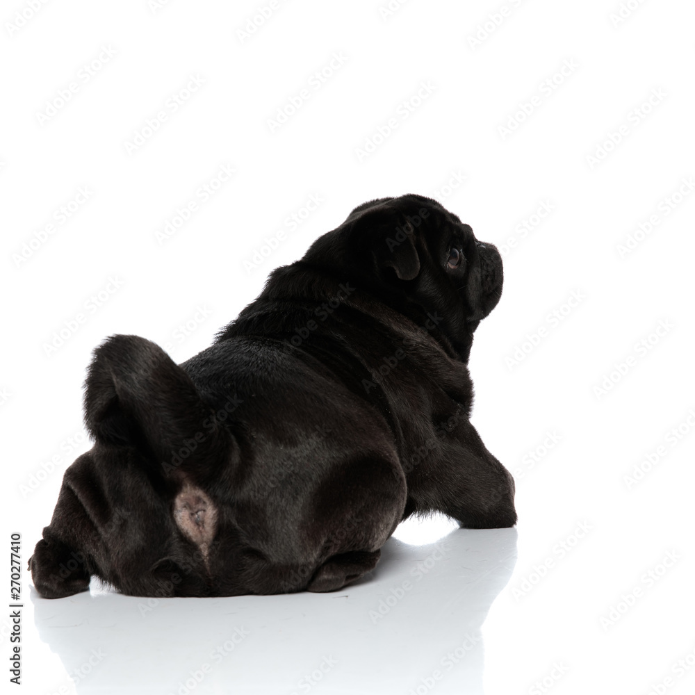 Naklejka premium Rear view of a clumsy black pug