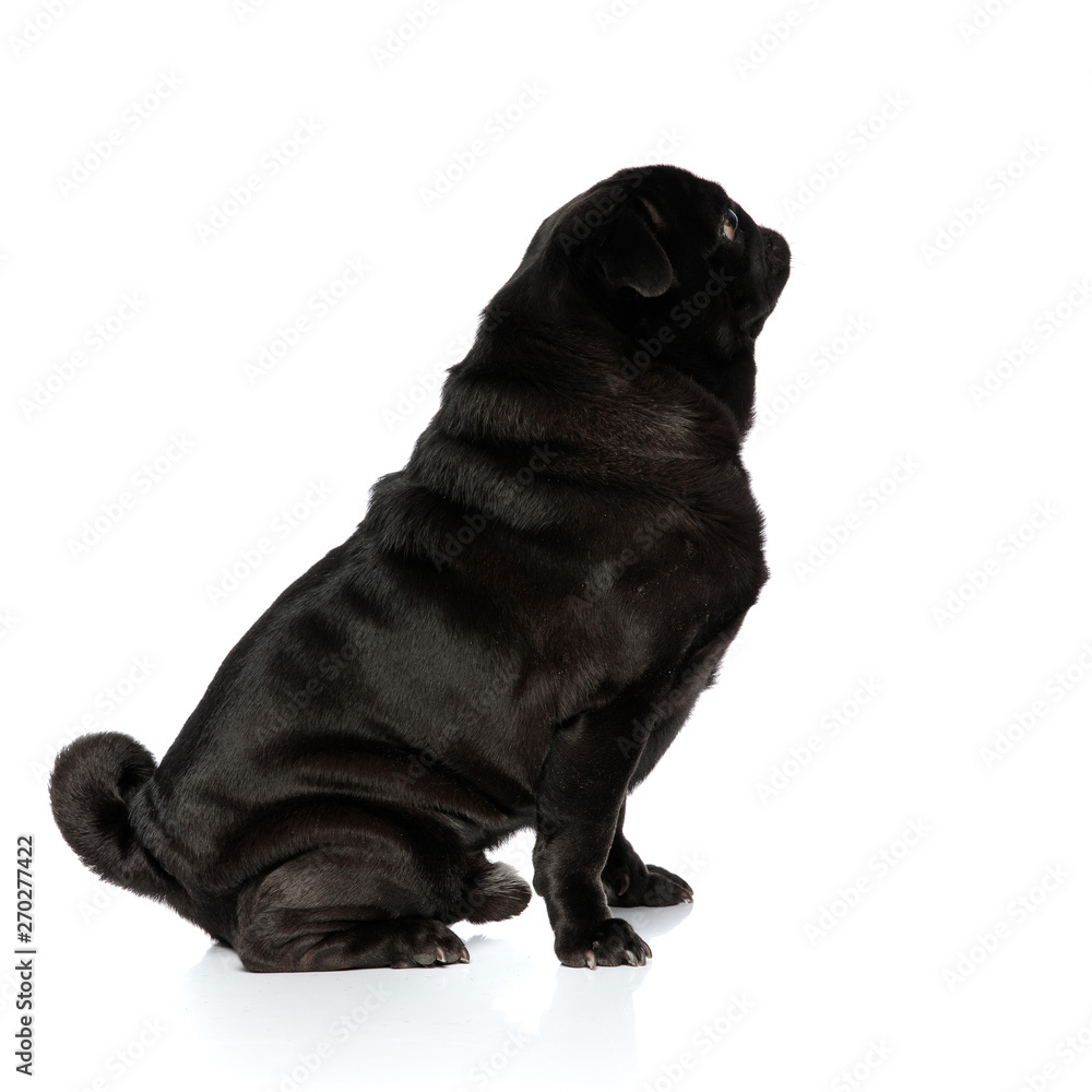 Obraz premium Side view of brave pug confidently looking forward