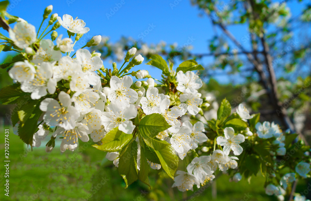 White flowers in a spring garden.
