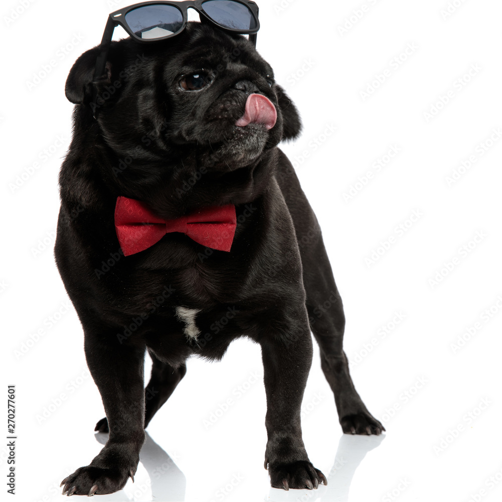 Clumsy pug looking to the side and licking his nose Clumsy pug looking to the side and licking his nose