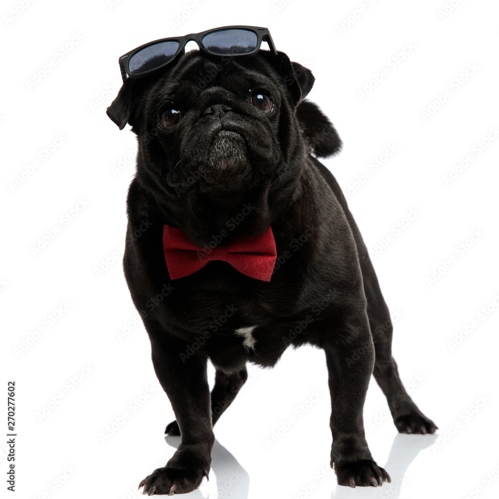 Adorable pug curiously looking forward Adorable pug curiously looking forward