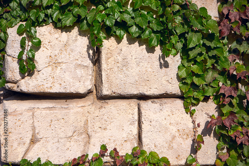 Ivy-aged brick a wall