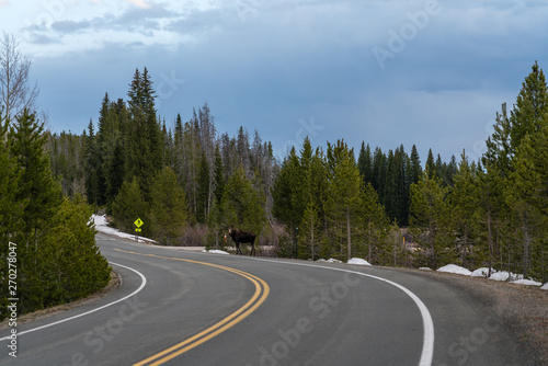 Moose on Trail Ridge Road