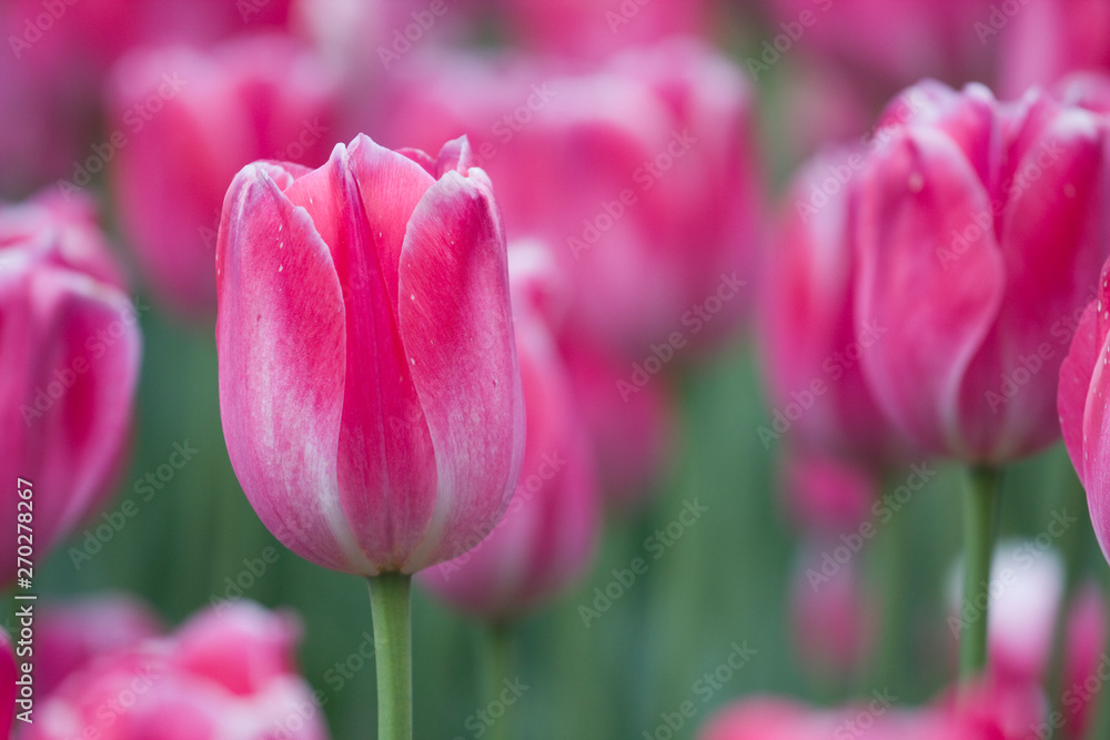 Close-up picture of pink tulips blooming in a garden in spring Close-up picture of pink tulips blooming in a garden in spring