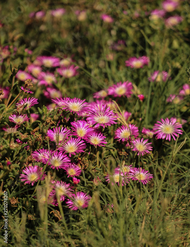 Pink flowers of an African succulent in the nature