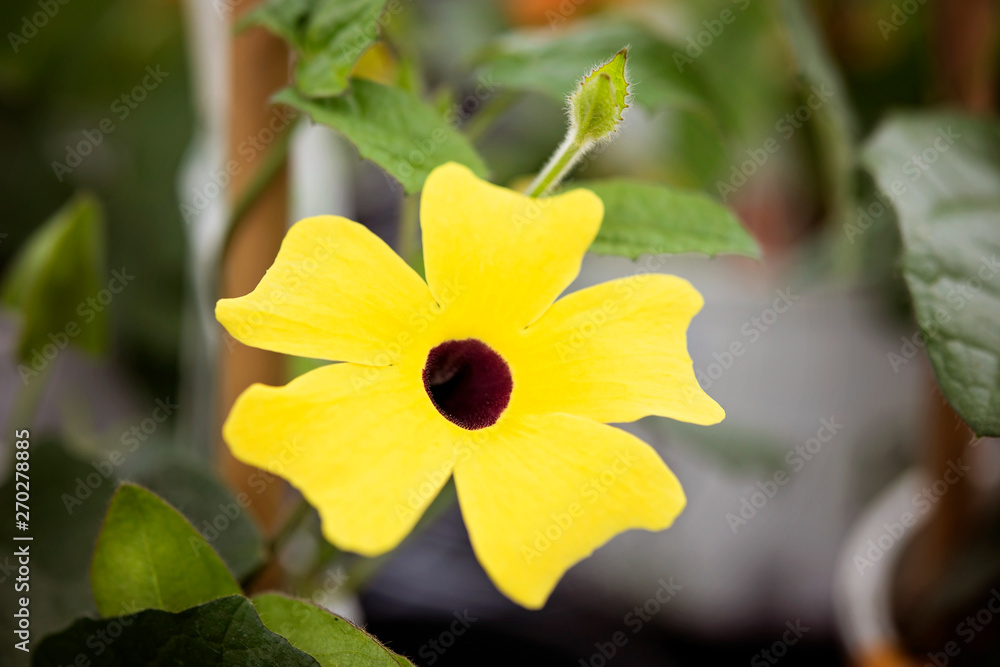 Fototapeta premium Yellow Flower Brown Center