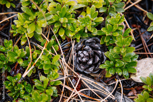 Pinecone and grass dew