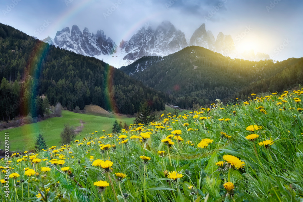 Alpine meadow with yellow flowers with Alp Mountains