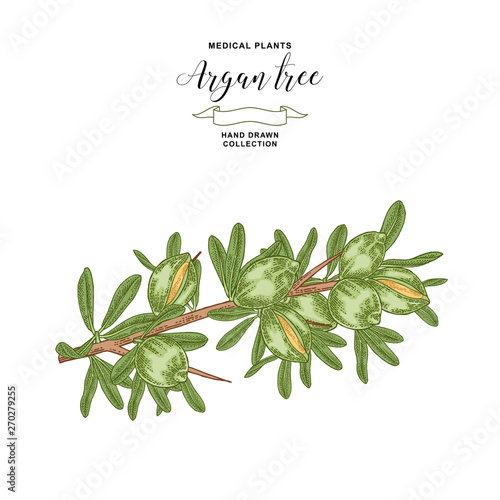 Argan tree, argania branch with fruits. Medical and cosmetic plant. Vector illustration hand drawn.