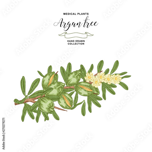 Argan tree, argania branch with fruits and flowers. Medical and cosmetic plant. Vector illustration hand drawn.