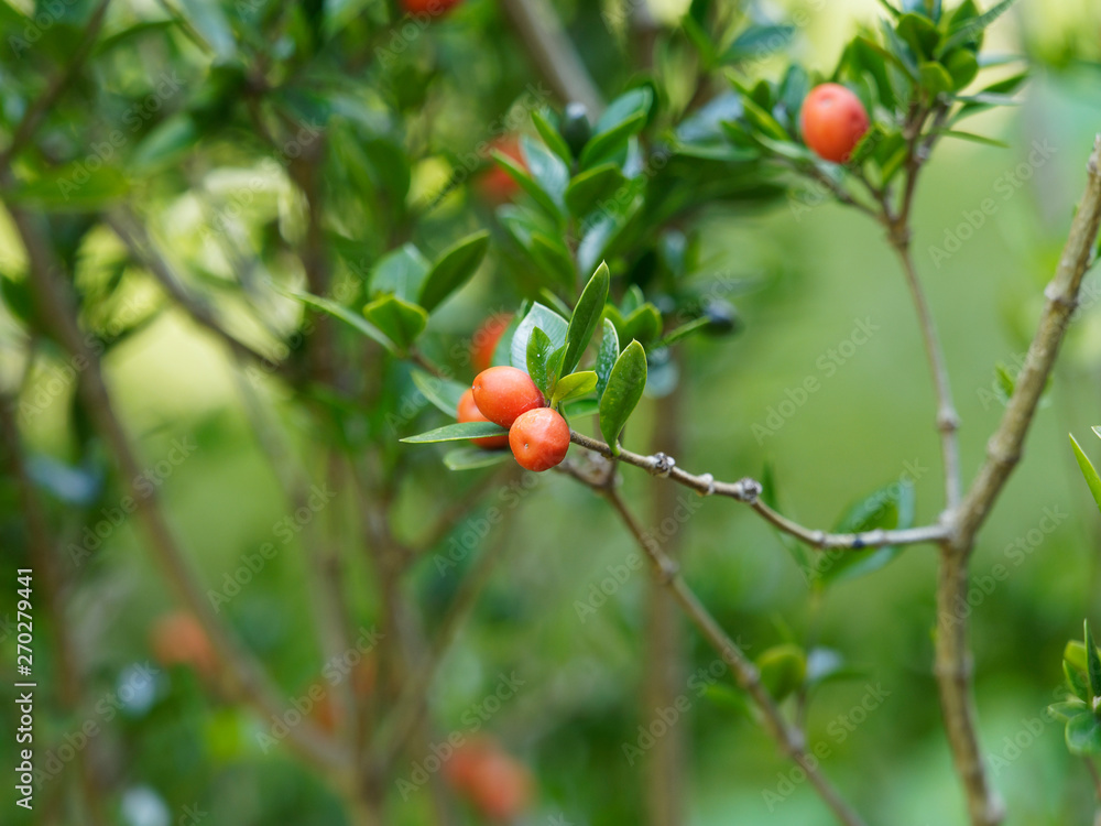 Alyxia ruscifolia - Christmas bush with bright orange fruits and small prickly leaves 