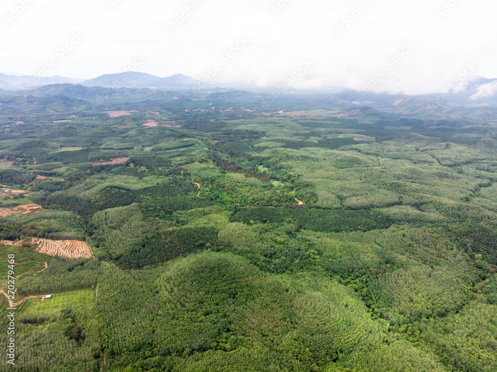 Aerial view in the forest