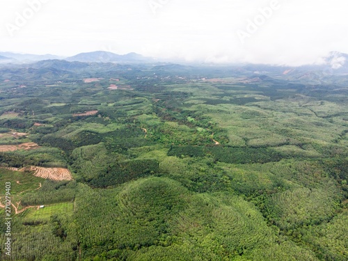 Aerial view in the forest