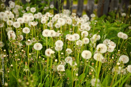 White fluffy dandelions on a meadow 
