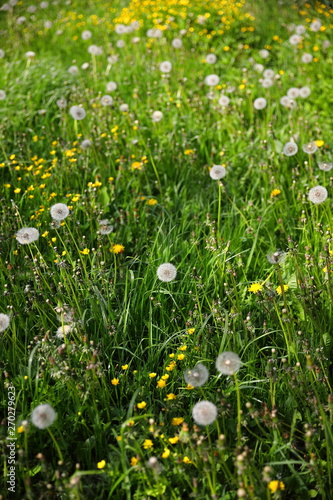 White fluffy dandelions and buttercups on a meadow