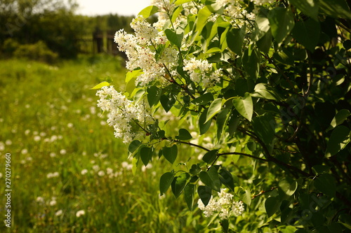 A bush of white lilac on a blurred green natural background on a sunny day