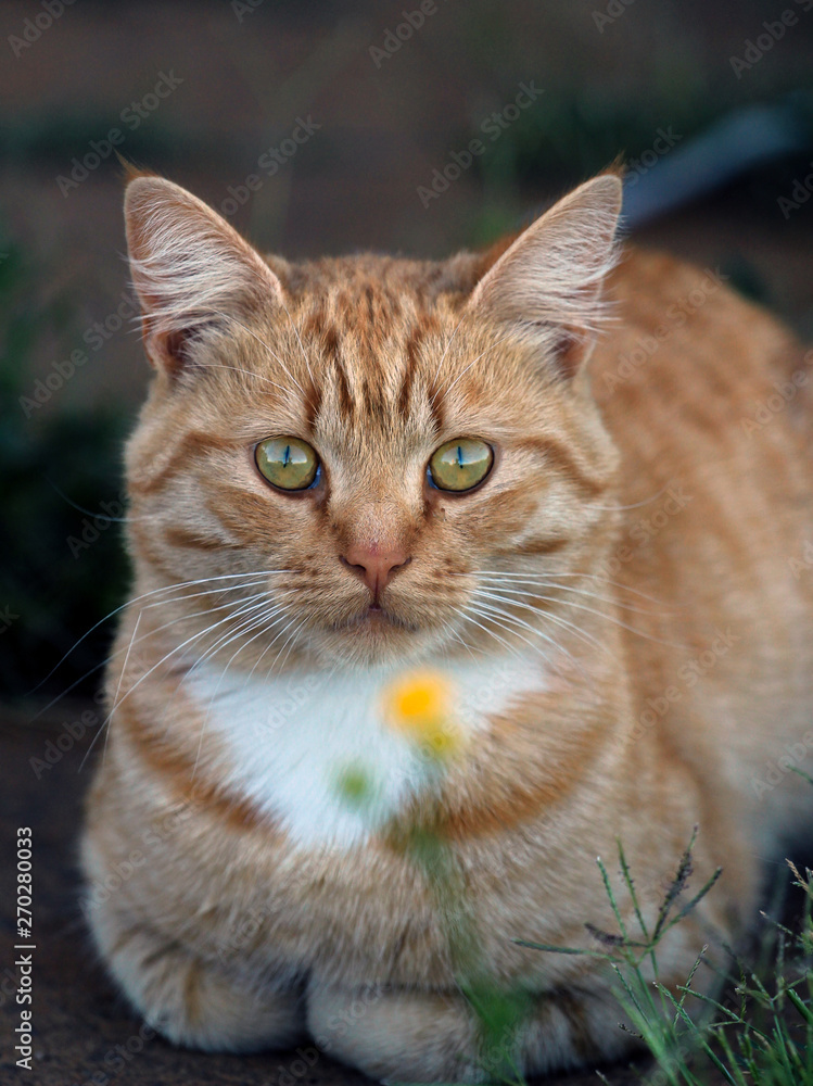 Portrait of a cute red tabby cat in a grass
