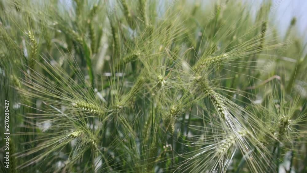 Waving green spring wheat field. Swaying in the Wind. Waving green spring wheat field. Swaying in the Wind.