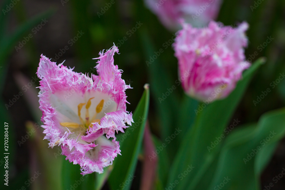 Obraz premium beautiful pink tulip bud with fringe covered petals