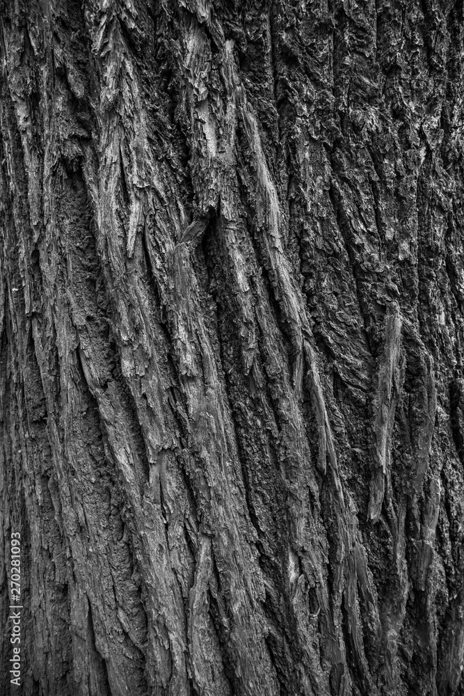 Monochrome texture of rough tree bark Monochrome texture of rough tree bark