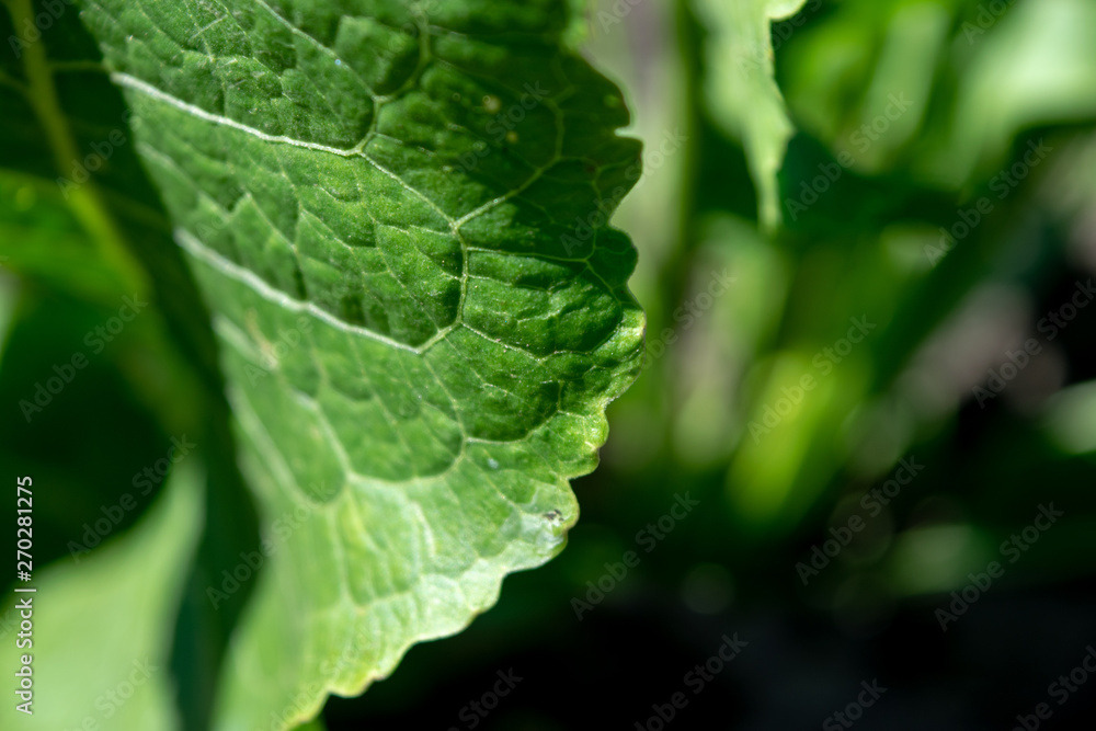 Horseradish leaf macro photography in sunny weather Horseradish leaf macro photography in sunny weather