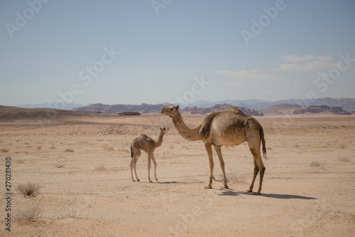 Jordan camel family