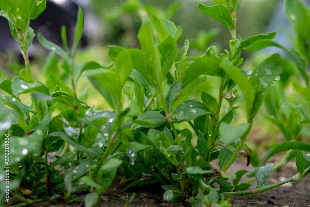 Obraz premium Green plant close up after rain with dew in spring