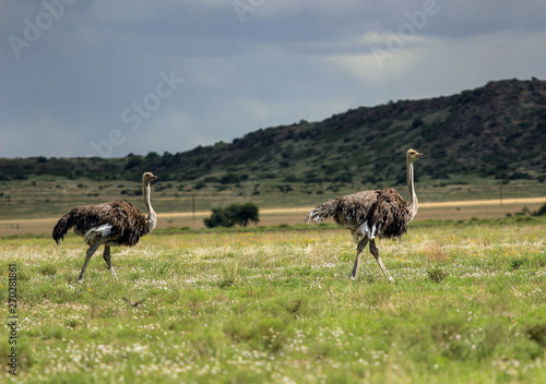 Two ostrich females in African nature