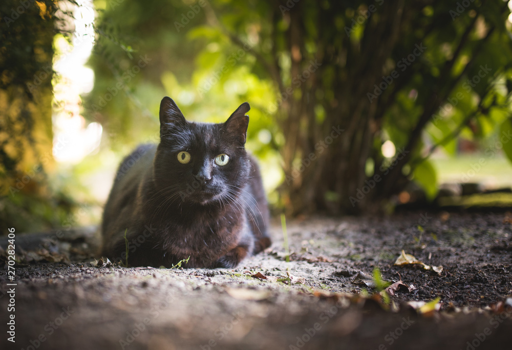 black domestic shorthair cat restingin the shadow under a bush looking at camera