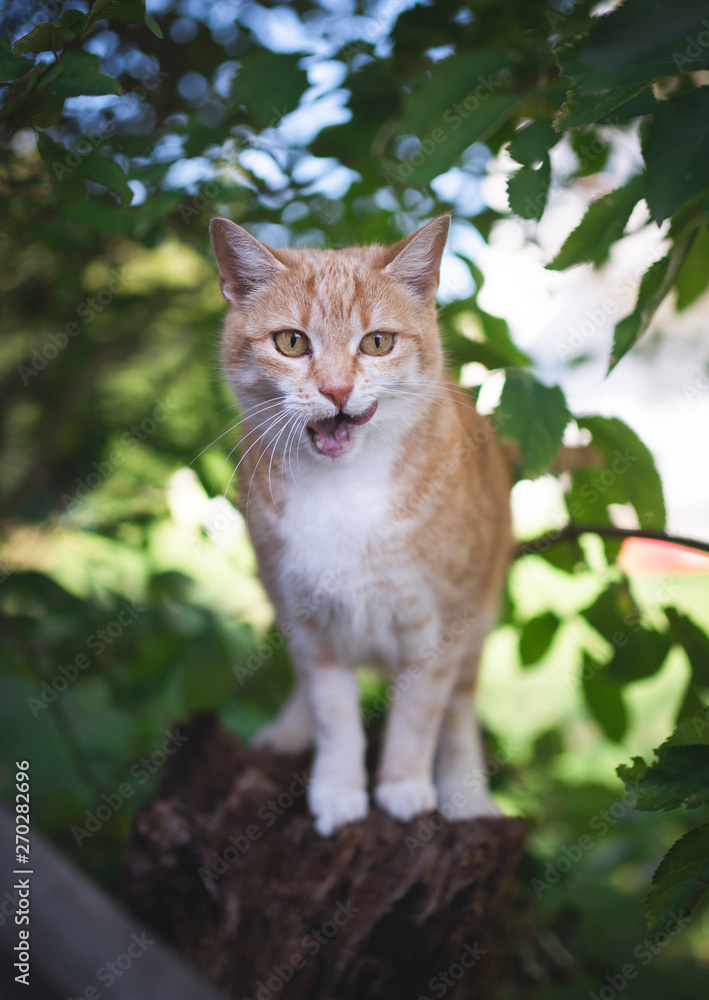 tabby red ginger cat sitting on tree stump with open mouth