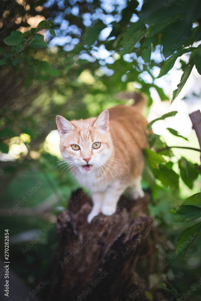 tabby red ginger cat  sitting on tree stump meowing