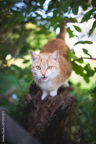 tabby red ginger cat sitting on tree stump meowing