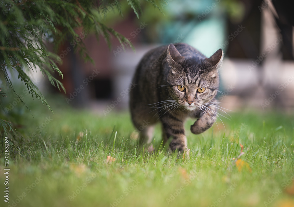tabby domestic shorthair cat walking over the lawn with ears folded back