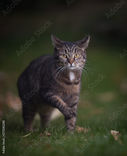 tabby domestic shorthair cat standing in the garden lifting a paw looking at camera