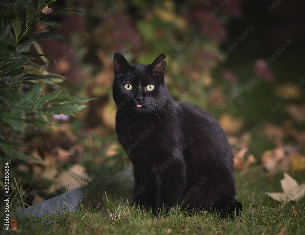 black domestic shorthair cat standing in the garden in front of autumn leaves sticking out tongue